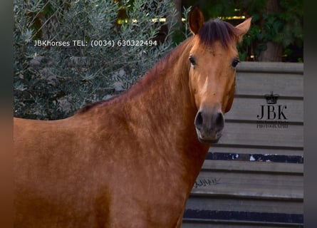 PRE Mix, Stallion, 2 years, 15.1 hh, Brown