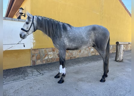 PRE Mix, Stallion, 2 years, 15,1 hh, Gray-Dapple