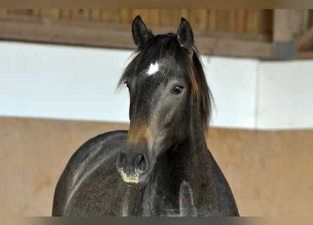 PRE, Stallion, 2 years, 15.1 hh, Gray
