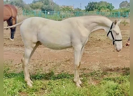 PRE, Stallion, 2 years, 15,1 hh, Perlino