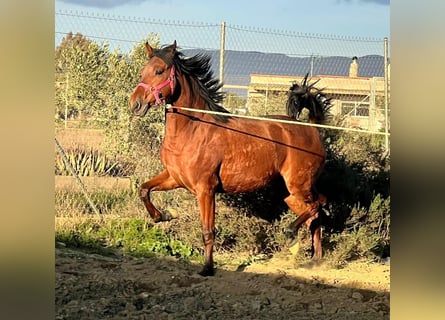 PRE, Stallion, 2 years, 15.2 hh, Brown