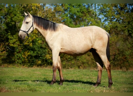 PRE, Stallion, 2 years, 15.2 hh, Dun