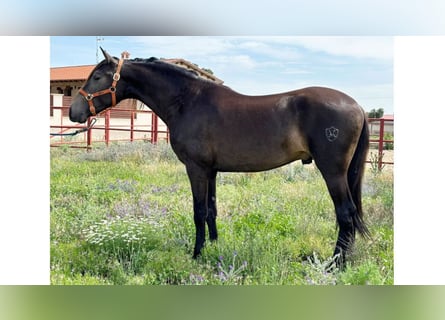 PRE Mix, Stallion, 2 years, 15.2 hh, Dun
