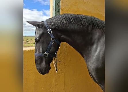 PRE, Stallion, 2 years, 15.2 hh