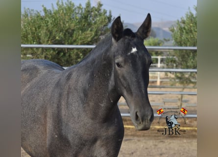 PRE, Stallion, 2 years, 15,2 hh, Gray-Dark-Tan