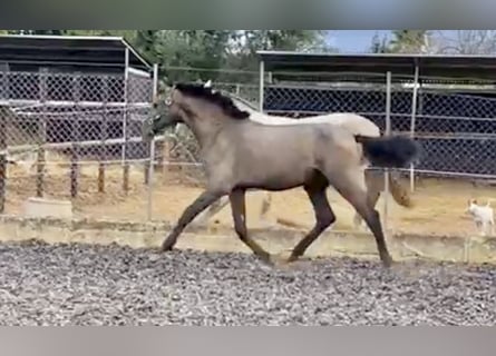 PRE, Stallion, 2 years, 15.2 hh, Gray
