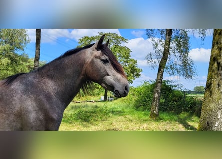 PRE Mix, Stallion, 2 years, 15,2 hh, Gray