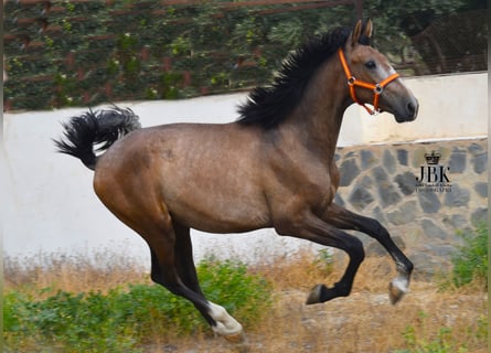PRE, Stallion, 2 years, 15.2 hh, Gray-Red-Tan