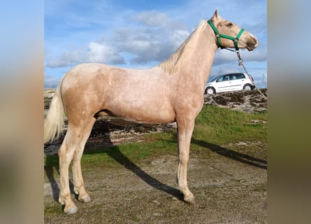 PRE, Stallion, 2 years, 15,2 hh, Palomino