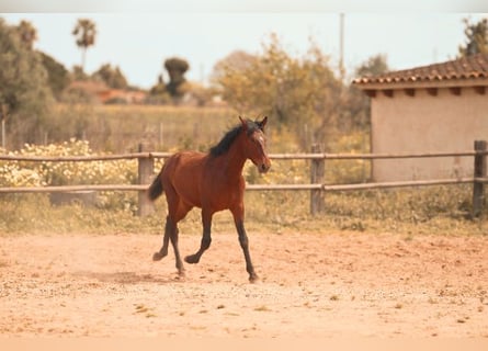 PRE, Stallion, 2 years, 15.3 hh, Brown