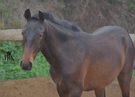 PRE, Stallion, 2 years, 15 hh, Brown
