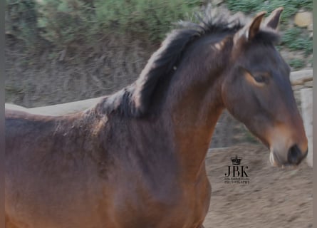PRE, Stallion, 2 years, 15 hh, Brown