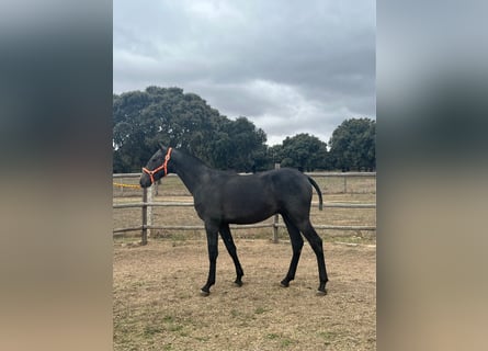 PRE, Stallion, 2 years, 15 hh, Gray