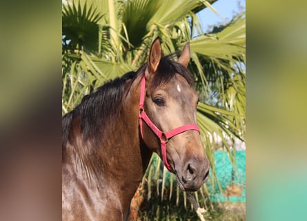 PRE Mix, Stallion, 2 years, 15,1 hh, Buckskin