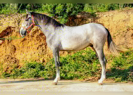 PRE Mix, Stallion, 2 years, 15,1 hh, Grey