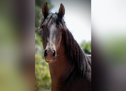 PRE Mix, Stallion, 2 years, 15,2 hh, Black
