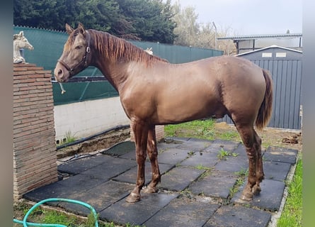 PRE Mix, Stallion, 2 years, 15,2 hh, Champagne