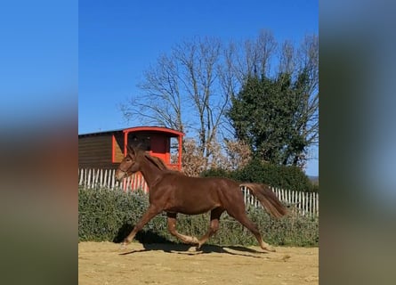 PRE Mix, Stallion, 2 years, 15,2 hh, Chestnut-Red