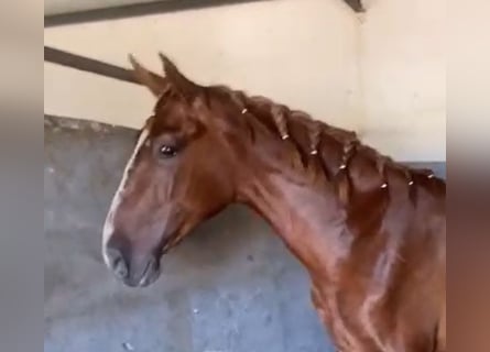 PRE, Stallion, 2 years, 15,2 hh, Chestnut-Red