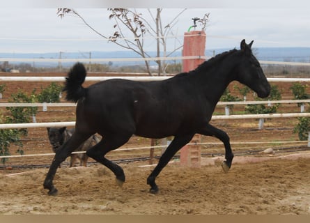 PRE, Stallion, 2 years, 15,2 hh