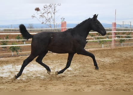 PRE, Stallion, 2 years, 15,2 hh