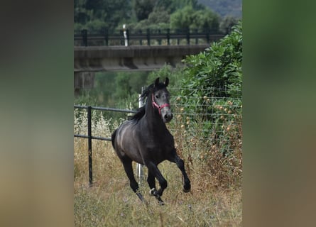 PRE Mix, Stallion, 2 years, 15,2 hh, Gray-Dapple