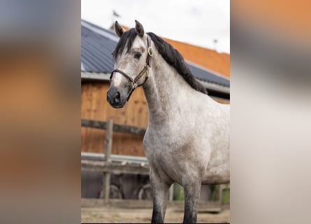 PRE, Stallion, 2 years, 15,2 hh, Grey