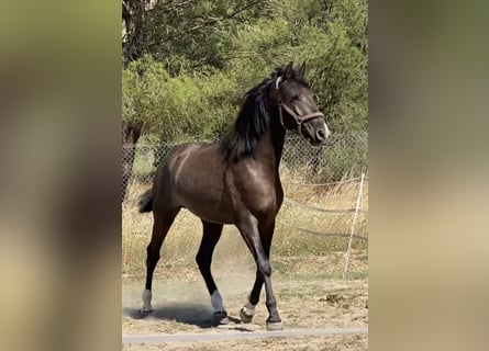 PRE Mix, Stallion, 2 years, 15,2 hh