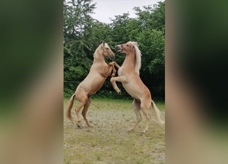 PRE Mix, Stallion, 2 years, 15,2 hh, Palomino