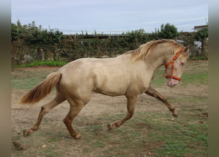 PRE Mix, Stallion, 2 years, 15,2 hh, Perlino
