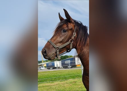 PRE Mix, Stallion, 2 years, 15,3 hh, Brown
