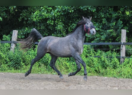 PRE, Stallion, 2 years, 15,3 hh, Gray