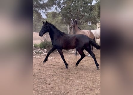 PRE, Stallion, 2 years, 16.1 hh, Black