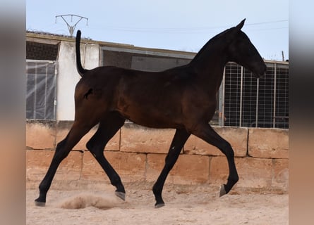 PRE, Stallion, 2 years, 16.1 hh, Black