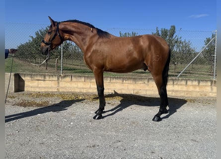 PRE, Stallion, 2 years, 16,1 hh, Brown