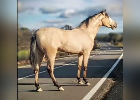 PRE Mix, Stallion, 2 years, 16.1 hh, Dun