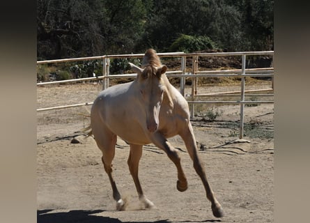 PRE, Stallion, 2 years, 16.1 hh, Perlino