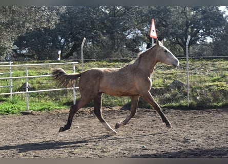 PRE, Stallion, 2 years, 16.2 hh, Gray