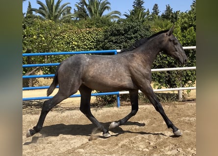 PRE, Stallion, 2 years, 16.2 hh, Grey