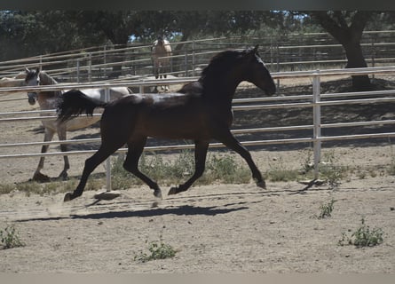 PRE, Stallion, 2 years, 16 hh, Black