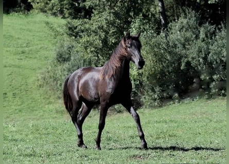 PRE, Stallion, 2 years, 16 hh, Black
