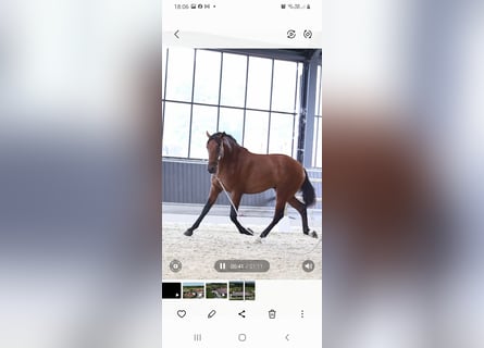 PRE, Stallion, 2 years, 16 hh, Brown