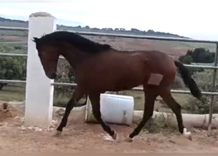 PRE, Stallion, 2 years, 16 hh, Brown