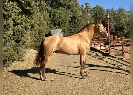 PRE, Stallion, 2 years, 16 hh, Champagne