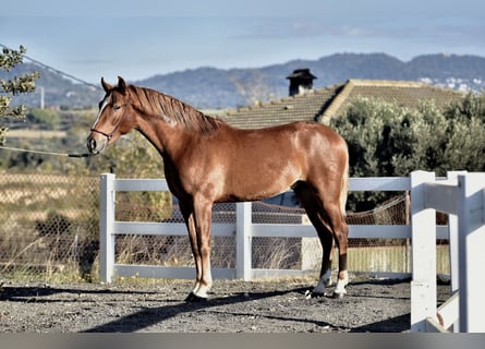 PRE Mix, Stallion, 2 years, 16 hh, Chestnut-Red