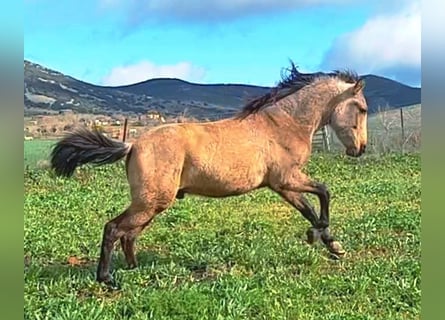 PRE Mix, Stallion, 2 years, 16 hh, Dun