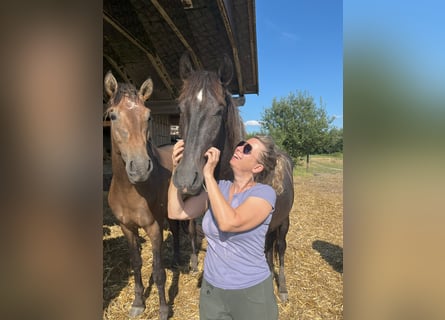 PRE, Stallion, 2 years, 16 hh, Gray-Dark-Tan