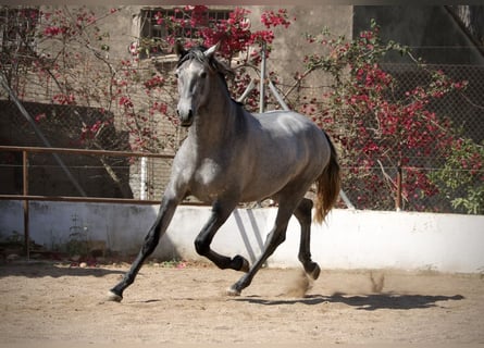 PRE Mix, Stallion, 2 years, 16 hh, Grey