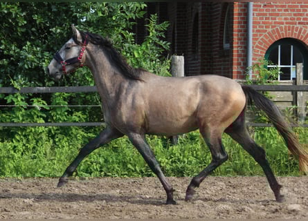 PRE Mix, Stallion, 2 years, 16 hh, Grey