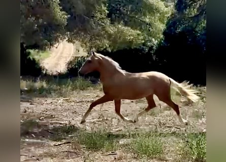 PRE Mix, Stallion, 2 years, 16 hh, Palomino